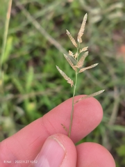 Eragrostis racemosa