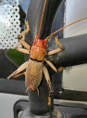 Ocellarnaca angulata