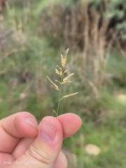 Eragrostis racemosa