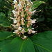 Hedychium neocarneum - Photo (c) Jing Zhaopeng,  זכויות יוצרים חלקיות (CC BY-NC), הועלה על ידי Jing Zhaopeng