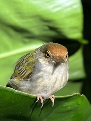 Orthotomus