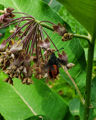 Eichlinia cucurbitae