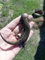 Lacerta agilis exigua