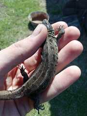 Lacerta agilis exigua