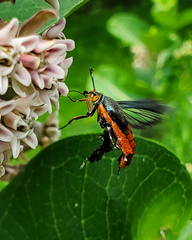 Eichlinia cucurbitae