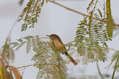 Prinia