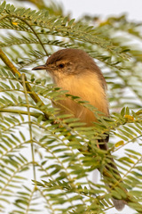 Prinia socialis