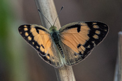 Colotis amata