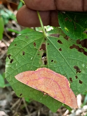 Eumelea rosalia