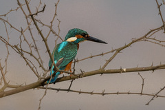 Alcedo atthis