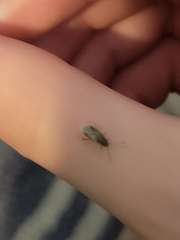 Nysius