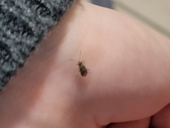 Nysius