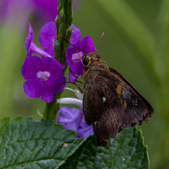 Hasora badra