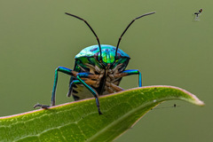 Chrysocoris stollii