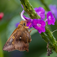 Angiospermae