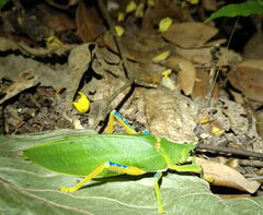 Phyllozelus infumatus