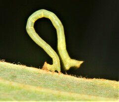 Eulithis diversilineata