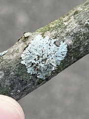 Physcia americana