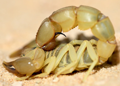 Androctonus australis