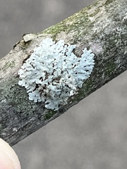 Physcia americana