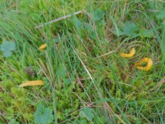 Clavulinopsis helvola