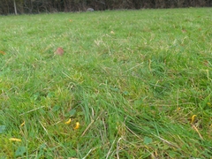 Clavulinopsis helvola