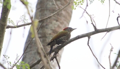 Picus chlorolophus