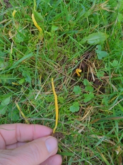 Clavulinopsis helvola