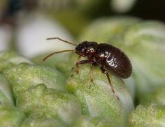 Lygaeoidea