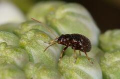 Lygaeoidea
