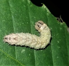 Acronicta ovata