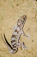 Hemidactylus depressus