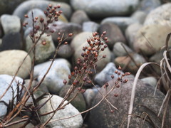 Lysimachia mauritiana