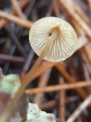 Mycena seynii