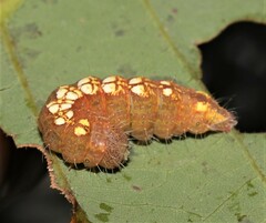 Acronicta increta