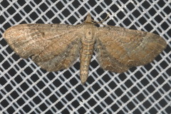 Eupithecia simpliciata