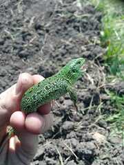Lacerta agilis exigua