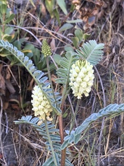 Astragalus pycnostachyus pycnostachyus