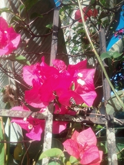 Bougainvillea spectabilis