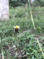 Amata huebneri