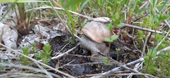 Helix pomatia