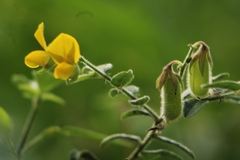 Crotalaria sagittalis