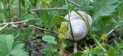 Helix pomatia