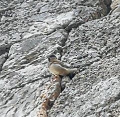 Passer domesticus