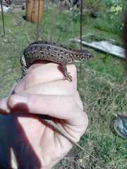 Lacerta agilis exigua