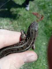 Lacerta agilis exigua