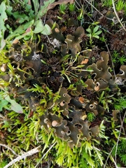 Peltigera rufescens