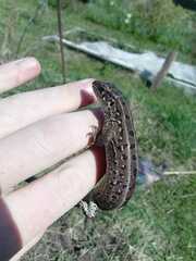 Lacerta agilis exigua