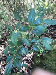 Ardisia cornudentata morrisonensis