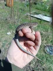 Lacerta agilis exigua